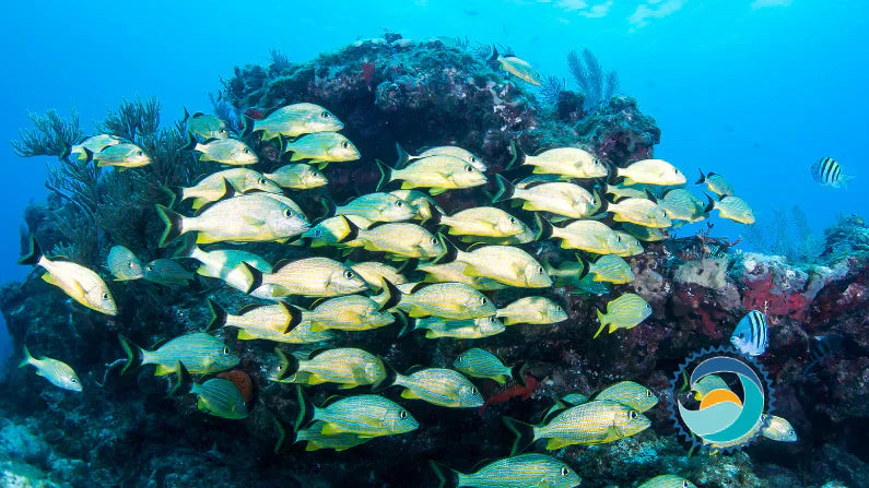 Biodegradable Sunscreen? What You Need to Know!