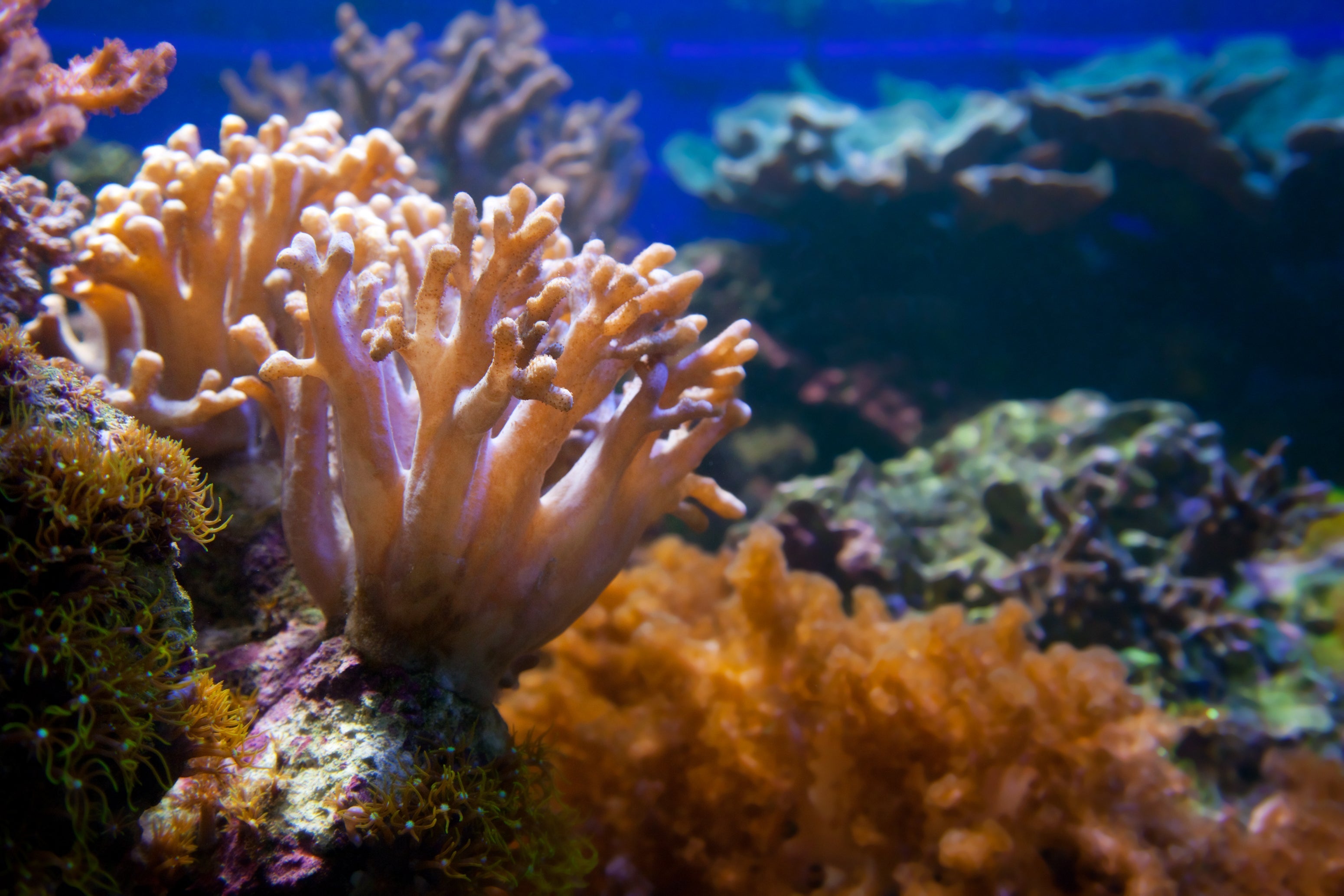 6 Ways You Can Limit Your Impact Out on the Reef Stream2Sea Global Ocean and Sea, Reef Safer, Eco friendly, Organic